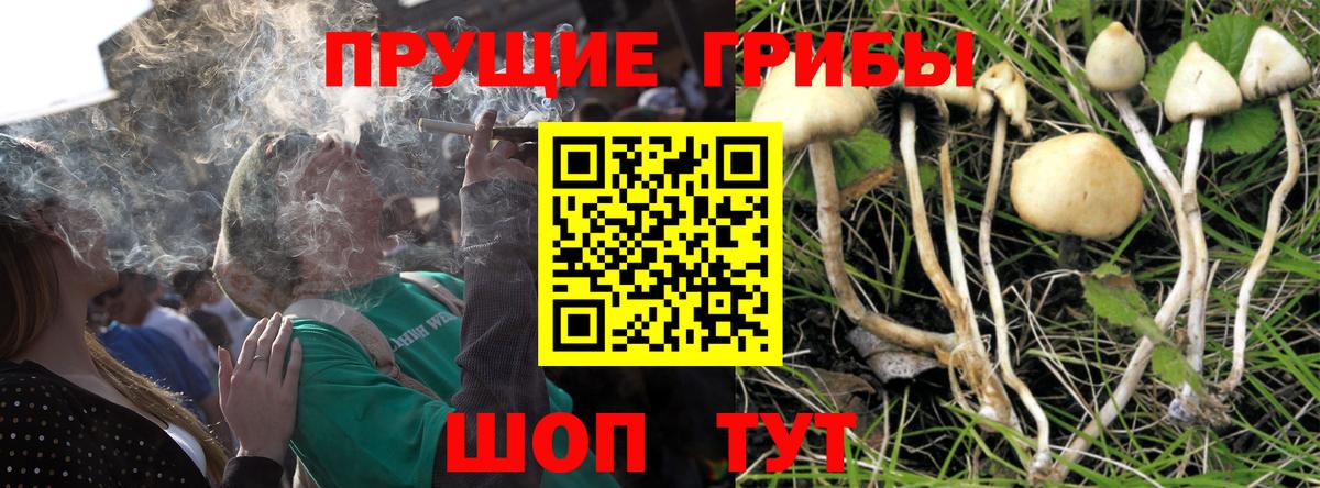 Псилоцибиновые грибы Psilocybine cubensis  Ртищево 